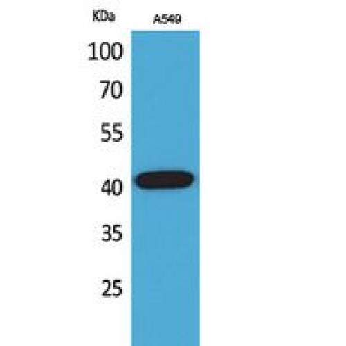SELL / L-Selectin / CD62L Antibody - Western blot of L-Selectin antibody
