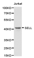 SELL / L-Selectin / CD62L Antibody - Western blot of extracts of Jurkat cell lines, using SELL antibody.