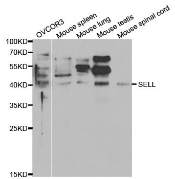 SELL / L-Selectin / CD62L Antibody - Western blot analysis of extracts of various cell lines, using SELL antibody.