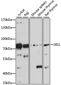 SELL / L-Selectin / CD62L Antibody - Western blot analysis of extracts of various cell lines, using SELL antibody at 1:1000 dilution. The secondary antibody used was an HRP Goat Anti-Rabbit IgG (H+L) at 1:10000 dilution. Lysates were loaded 25ug per lane and 3% nonfat dry milk in TBST was used for blocking. An ECL Kit was used for detection and the exposure time was 30s.