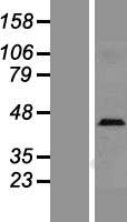 SELL / L-Selectin / CD62L Protein - Western validation with an anti-DDK antibody * L: Control HEK293 lysate R: Over-expression lysate