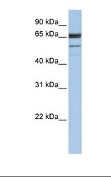 SELN / SEPN1 Antibody - Hela cell lysate. Antibody concentration: 1.0 ug/ml. Gel concentration: 12%.  This image was taken for the unconjugated form of this product. Other forms have not been tested.