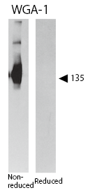 SELP / P-Selectin / CD62P Antibody - 5-10ug/ml, non-reducing and non-heating conditions.