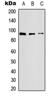 SELP / P-Selectin / CD62P Antibody - Western blot analysis of CD62P expression in HEK293T (A); Raw264.7 (B); PC12 (C) whole cell lysates.