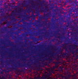 SELPLG / PSGL-1 / CD162 Antibody - Human paraffin-embedded tonsil tissue slices were prepared with a standard protocol of deparaffinization and rehydration. Antigen retrieval was done with Tris-Buffered Saline 1X (1.0M, pH7.4) at 95°C for 40 minutes. Tissue was washed with PBS/0.05% Tween 20 twice for five minutes and blocked with 5% FBS and 0.2% gelatin for 30 minutes. Then, the tissue was stained with 10 µg/ml of Purified anti-CD162 (Clone KPL-1) overnight at 4°C. On the next day, tissue was washed twice with PBS and stained with Alexa Fluor® 594 goat anti-mouse IgG antibody (Clone POLY4053, red) for an hour at room temperature. Nuclei were counter-stained with DAPI (blue). The image was scanned with a 10X objective and stitched with MetaMorph® software.