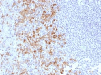 SELPLG / PSGL-1 / CD162 Antibody - IHC testing of FFPE human spleen with PSGL-1 antibody (clone PSGL1/1601). Recommended HIER: boil tissue sections in 10mM Tris with 1mM EDTA, pH 9.0 for 10-20 min.