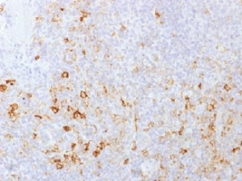 SELPLG / PSGL-1 / CD162 Antibody - IHC testing of FFPE human tonsil with PSGL-1 antibody (clone PSGL1/1601). Recommended HIER: boil tissue sections in 10mM Tris with 1mM EDTA, pH 9.0 for 10-20 min.