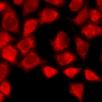 SELPLG / PSGL-1 / CD162 Antibody