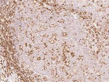 SELPLG / PSGL-1 / CD162 Antibody - Immunochemical staining of human SELPLG in human tonsil with rabbit polyclonal antibody at 1:500 dilution, formalin-fixed paraffin embedded sections.