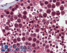 SELS Antibody - Anti-SELS antibody IHC of human testis. Immunohistochemistry of formalin-fixed, paraffin-embedded tissue after heat-induced antigen retrieval. Antibody concentration 5 ug/ml.  This image was taken for the unconjugated form of this product. Other forms have not been tested.