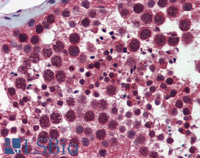 SELS Antibody - Anti-SELS antibody IHC of human testis. Immunohistochemistry of formalin-fixed, paraffin-embedded tissue after heat-induced antigen retrieval. Antibody concentration 5 ug/ml.  This image was taken for the unconjugated form of this product. Other forms have not been tested.