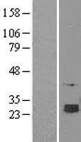 SELT / Selenoprotein T Protein - Western validation with an anti-DDK antibody * L: Control HEK293 lysate R: Over-expression lysate