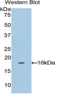 SEMA3A / Semaphorin 3A Antibody - Western blot of recombinant SEMA3A / Semaphorin 3A.  This image was taken for the unconjugated form of this product. Other forms have not been tested.