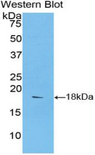 SEMA3A / Semaphorin 3A Antibody - Western blot of recombinant SEMA3A / Semaphorin 3A.  This image was taken for the unconjugated form of this product. Other forms have not been tested.