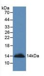 SEMA3A / Semaphorin 3A Antibody - Western Blot; Sample: Recombinant SEMA3A, Human.