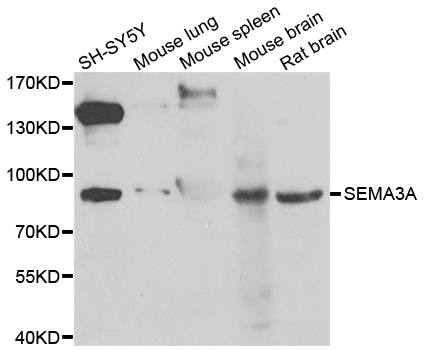 SEMA3A / Semaphorin 3A Antibody - Western blot of extracts of various cell lines, using SEMA3A antibody.