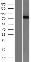 SEMA3B / SemA Protein - Western validation with an anti-DDK antibody * L: Control HEK293 lysate R: Over-expression lysate