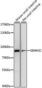 SEMA3C / Semaphorin 3C Antibody - Western blot analysis of extracts of various cell lines, using SEMA3C antibody at 1:1000 dilution. The secondary antibody used was an HRP Goat Anti-Rabbit IgG (H+L) at 1:10000 dilution. Lysates were loaded 25ug per lane and 3% nonfat dry milk in TBST was used for blocking. An ECL Kit was used for detection and the exposure time was 10s.
