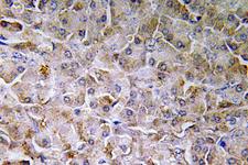 SEMA3C / Semaphorin 3C Antibody - IHC of SEMA3C (E750) pAb in paraffin-embedded human pancreas tissue.