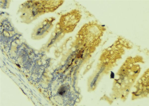 SEMA3C / Semaphorin 3C Antibody - 1:100 staining mouse colon tissue by IHC-P. The sample was formaldehyde fixed and a heat mediated antigen retrieval step in citrate buffer was performed. The sample was then blocked and incubated with the antibody for 1.5 hours at 22°C. An HRP conjugated goat anti-rabbit antibody was used as the secondary.
