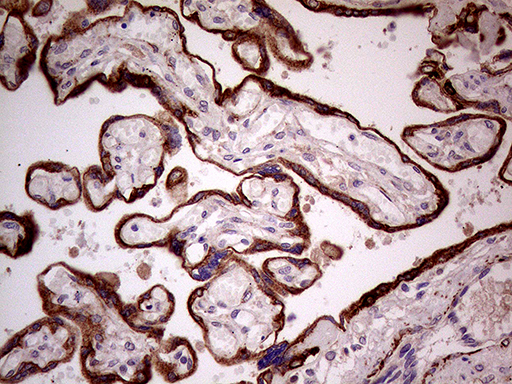 SEMA3D / Semaphorin 3D Antibody - Immunohistochemical staining of paraffin-embedded Human placenta tissue within the normal limits using anti-SEMA3D mouse monoclonal antibody. (Heat-induced epitope retrieval by 1mM EDTA in 10mM Tris buffer. (pH8.5) at 120 oC for 3 min. (1:500)