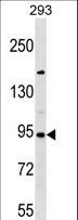 SEMA3D / Semaphorin 3D Antibody - SEMA3D Antibody western blot of 293 cell line lysates (35 ug/lane). The SEMA3D antibody detected the SEMA3D protein (arrow).