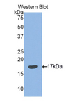 SEMA3F / Semaphorin 3F Antibody - Western blot of recombinant SEMA3F.  This image was taken for the unconjugated form of this product. Other forms have not been tested.