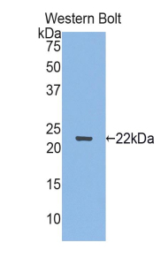 SEMA3F / Semaphorin 3F Antibody - Western blot of recombinant SEMA3F.  This image was taken for the unconjugated form of this product. Other forms have not been tested.