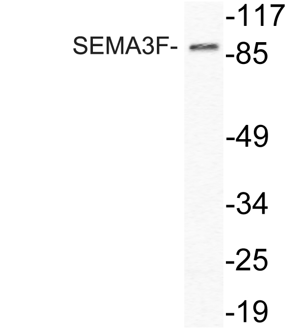 SEMA3F / Semaphorin 3F Antibody - Western blot analysis of lysate from HeLa cells, using SEMA3F antibody.