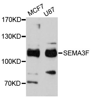 SEMA3F / Semaphorin 3F Antibody - Western blot analysis of extracts of various cell lines, using SEMA3F antibody at 1:3000 dilution. The secondary antibody used was an HRP Goat Anti-Rabbit IgG (H+L) at 1:10000 dilution. Lysates were loaded 25ug per lane and 3% nonfat dry milk in TBST was used for blocking. An ECL Kit was used for detection and the exposure time was 60s.