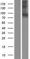 SEMA3F / Semaphorin 3F Protein - Western validation with an anti-DDK antibody * L: Control HEK293 lysate R: Over-expression lysate