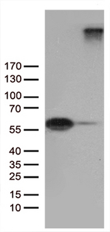 SEMA3G / Semaphorin 3G Antibody - HEK293T cells were transfected with the pCMV6-ENTRY control. (Left lane) or pCMV6-ENTRY SEMA3G. (Right lane) cDNA for 48 hrs and lysed