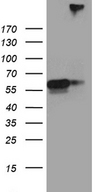 SEMA3G / Semaphorin 3G Antibody - HEK293T cells were transfected with the pCMV6-ENTRY control. (Left lane) or pCMV6-ENTRY SEMA3G. (Right lane) cDNA for 48 hrs and lysed. Equivalent amounts of cell lysates. (5 ug per lane) were separated by SDS-PAGE and immunoblotted with anti-SEMA3G. (1:2000)