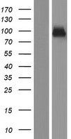 SEMA3G / Semaphorin 3G Protein - Western validation with an anti-DDK antibody * L: Control HEK293 lysate R: Over-expression lysate