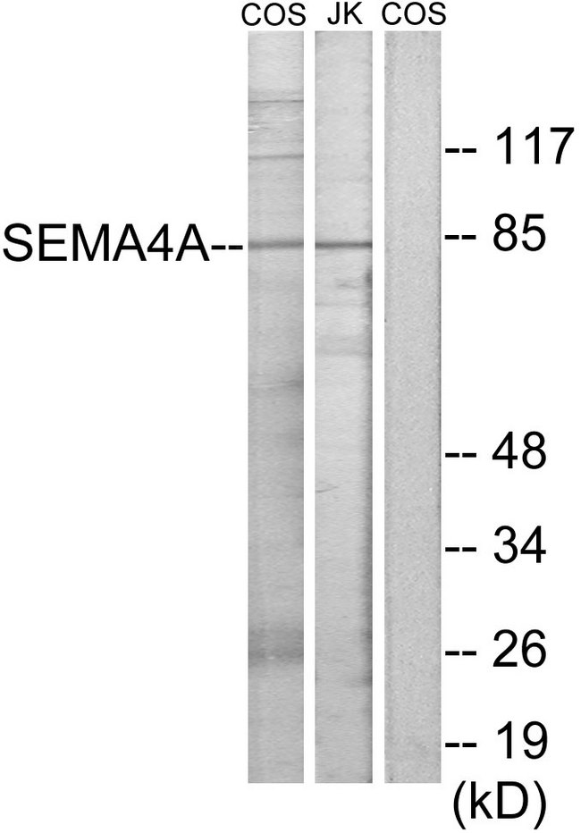 SEMA4A / Semaphorin 4A Antibody - Western blot analysis of lysates from COS7 and Jurkat cells, using SEMA4A Antibody. The lane on the right is blocked with the synthesized peptide.