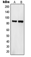 SEMA4A / Semaphorin 4A Antibody - Western blot analysis of Semaphorin 4A expression in HeLa (A); COS7 (B) whole cell lysates.
