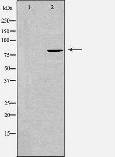SEMA4A / Semaphorin 4A Antibody - Western blot analysis of extracts of COS-7 cells using SEMA4A antibody. The lane on the left is treated with the antigen-specific peptide.