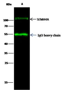 SEMA4A / Semaphorin 4A Antibody - SEMA4A was immunoprecipitated using: Lane A: 0.5 mg Jurkat Whole Cell Lysate. 0.5 uL anti-SEMA4A rabbit polyclonal antibody and 15 ul of 50% Protein G agarose. Primary antibody: Anti-SEMA4A rabbit polyclonal antibody, at 1:500 dilution. Secondary antibody: Dylight 800-labeled antibody to rabbit IgG (H+L), at 1:5000 dilution. Developed using the odssey technique. Performed under reducing conditions. Predicted band size: 84 kDa. Observed band size: 105 kDa.
