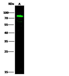 SEMA4A / Semaphorin 4A Antibody - Anti-SEMA4A rabbit polyclonal antibody at 1:500 dilution. Lane A: Jurkat Membrane Lysate. Lysates/proteins at 20 ug per lane. Secondary: Goat Anti-Rabbit IgG H&L (Dylight800) at 1/10000 dilution. Developed using the Odyssey technique. Performed under reducing conditions. Predicted band size: 84 kDa. Observed band size: 84 kDa.