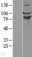 SEMA4A / Semaphorin 4A Protein - Western validation with an anti-DDK antibody * L: Control HEK293 lysate R: Over-expression lysate