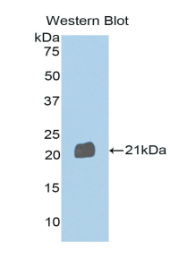 SEMA4B / Semaphorin 4B Antibody - Western blot of recombinant SEMA4B.  This image was taken for the unconjugated form of this product. Other forms have not been tested.