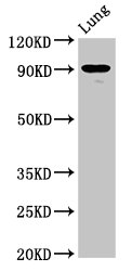 SEMA4B / Semaphorin 4B Antibody - Positive Western Blot detected in Rat luing tissue. All lanes: SEMA4B antibody at 6.3 µg/ml Secondary Goat polyclonal to rabbit IgG at 1/50000 dilution. Predicted band size: 93, 82 KDa. Observed band size: 93 KDa