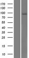 SEMA4B / Semaphorin 4B Protein - Western validation with an anti-DDK antibody * L: Control HEK293 lysate R: Over-expression lysate