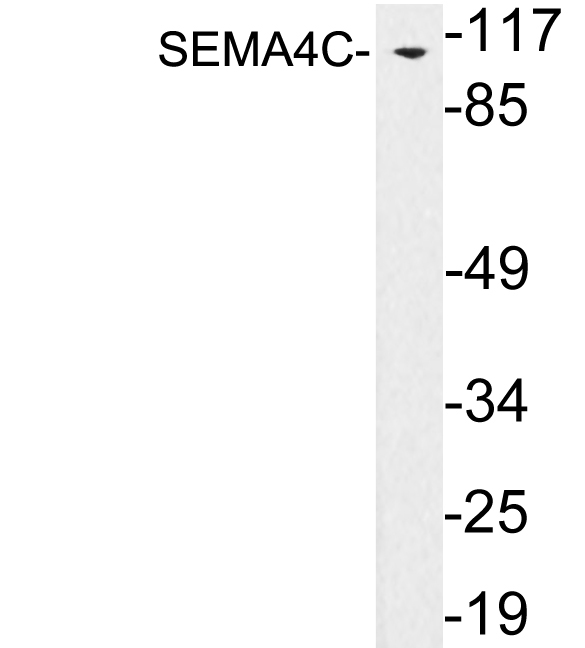 SEMA4C / Semaphorin 4C Antibody - Western blot analysis of lysates from SW13 cells, using SEMA4C antibody.