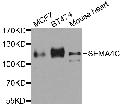 SEMA4C / Semaphorin 4C Antibody - Western blot analysis of extract of various cells.