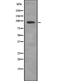 SEMA4C / Semaphorin 4C Antibody - Western blot analysis SEMA4C using HeLa whole cells lysates