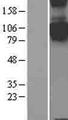 SEMA4C / Semaphorin 4C Protein - Western validation with an anti-DDK antibody * L: Control HEK293 lysate R: Over-expression lysate