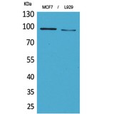 SEMA4D / Semaphorin 4D / CD100 Antibody - Western blot of CD100 antibody