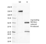 SEMA4D / Semaphorin 4D / CD100 Antibody - SDS-PAGE Analysis of Purified, BSA-Free Semaphorin-4D Antibody (clone A8). Confirmation of Integrity and Purity of the Antibody.