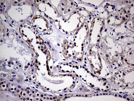 SEMA4D / Semaphorin 4D / CD100 Antibody - Immunohistochemical staining of paraffin-embedded Human Kidney tissue within the normal limits using anti-SEMA4D mouse monoclonal antibody. (Heat-induced epitope retrieval by 1mM EDTA in 10mM Tris buffer. (pH8.5) at 120°C for 3 min. (1:500)